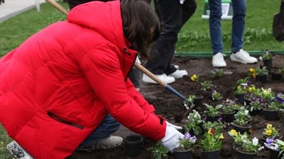 У Дніпрі з майже трьохсот кущів віоли висадили клумбу у формі тризуба