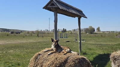 Собака на соломі