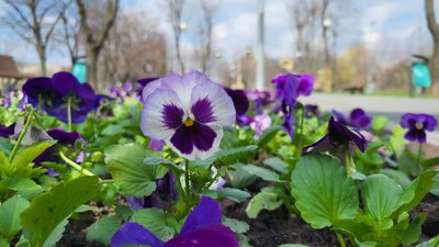 На клумбах у Харкові висадили весняні квіти