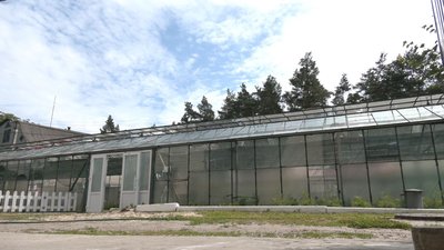 Лісівники висаджують сосни у коробах Лісівники висаджують сосни у коробах