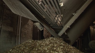 Черкаські лісівники заготовляють насіння сосни