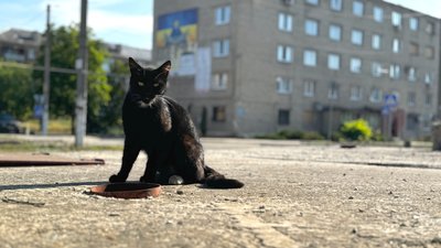 Котик Курахове