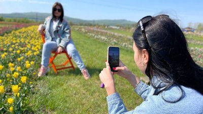 Понад три мільйони тюльпанів, дитячі гірки та фотозони. У громаді на Буковині зацвіло тюльпанове поле Понад три мільйони тюльпанів, дитячі гірки та фотозони. У громаді на Буковині зацвіло тюльпанове поле