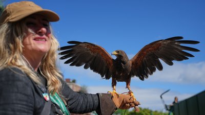 Донна Девіс зі своїм яструбом Руфусом на Вімблдоні-2026