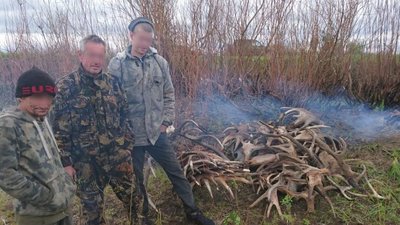 Троє чоловіків намагалися вивезти з Чорнобильської зони лосячі роги Троє чоловіків намагалися вивезти з Чорнобильської зони лосячі роги