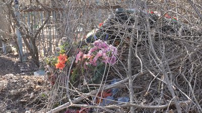 Листя, гілки й пластикові квіти: під час прибирання з кропивницьких цвинтарів щодня вивозять по 32 тонни сміття Листя, гілки й пластикові квіти: під час прибирання з кропивницьких цвинтарів щодня вивозять по 32 тонни сміття