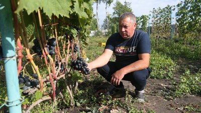 Північний виноград. В селі Імшана на Сумщині чоловік вирощує 47 сортів винограду Північний виноград. В селі Імшана на Сумщині чоловік вирощує 47 сортів винограду
