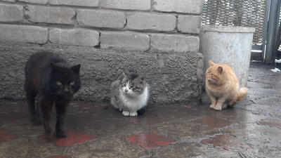 "Ми віримо в перемогу". Як живуть люди в одному з прифронтових сіл Донеччини "Ми віримо в перемогу". Як живуть люди в одному з прифронтових сіл Донеччини