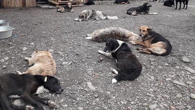 Вода спала. Прикарпатський притулок для тварин оговтується після негоди