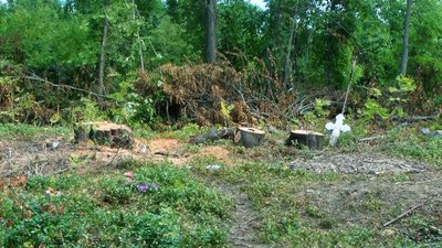Наруга над могилами: у селі на Вінниччині відкрили кримінальне провадження через розчищення кладовища Наруга над могилами: у селі на Вінниччині відкрили кримінальне провадження через розчищення кладовища