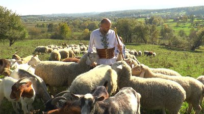Прикарпатський вівчар розповів, коли і як стригти овець Прикарпатський вівчар розповів, коли і як стригти овець