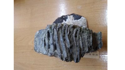 На Рівненщині знайшли зуб доісторичної тварини На Рівненщині знайшли зуб доісторичної тварини