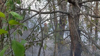 В Одеській області горіли понад 28 гектарів лісу. ФОТО В Одеській області горіли понад 28 гектарів лісу. ФОТО