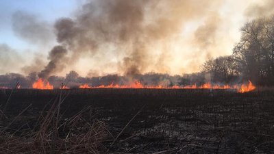 У Черкасах горить орнітологічний заповідник (ОНОВЛЕНО) У Черкасах горить орнітологічний заповідник (ОНОВЛЕНО)