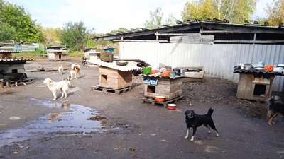 У Сумському притулку для тварин містян просять допомогти з кормом для підопічних У Сумському притулку для тварин містян просять допомогти з кормом для підопічних