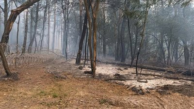 Ліс на Чернігівщині: в області через російські обстріли цього тижня горіли понад 8 га лісу