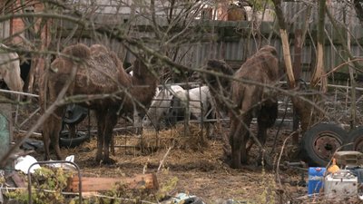 Набіги на городи: жителі двох сіл Харківщини скаржаться на верблюдів Набіги на городи: жителі двох сіл Харківщини скаржаться на верблюдів