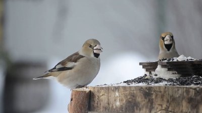 Чим краще підгодовувати птахів взимку, розповів черкаський орнітолог Чим краще підгодовувати птахів взимку, розповів черкаський орнітолог