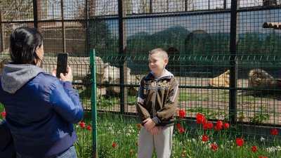 Адаптувалися та вийшли на публіку: евакуйовані з Харкова до Одеси леви тепер бувають у відкритому вольєрі ФОТО Адаптувалися та вийшли на публіку: евакуйовані з Харкова до Одеси леви тепер бувають у відкритому вольєрі ФОТО