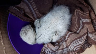 На Херсонщині співробітники ДСНС врятували лелеченя