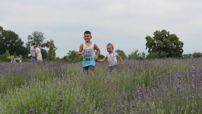Лавандове поле в Новоселівці під Новою Водолагою Лавандове поле в Новоселівці під Новою Водолагою