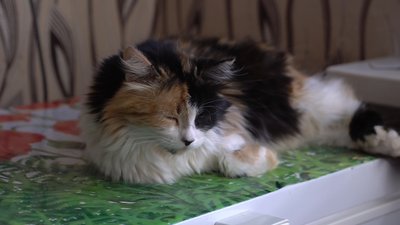 Кішка Мурка Кішка Мурка