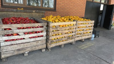 На Дніпропетровщині аграрії збирають врожай овочів На Дніпропетровщині аграрії збирають врожай овочів