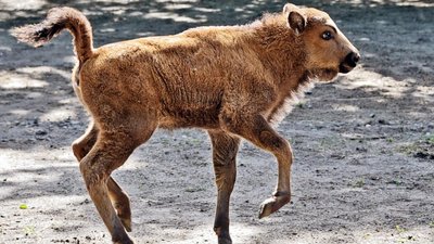 Маленький зубр