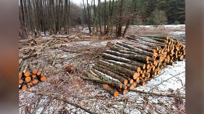 Спиляв дерева на понад 4 мільйони гривень: на Чернігівщині чоловіку повідомили про підозру Спиляв дерева на понад 4 мільйони гривень: на Чернігівщині чоловіку повідомили про підозру