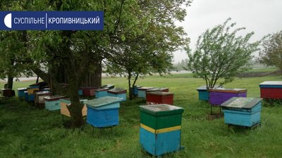180 тисяч гривень компенсації за загибель бджіл вимагає пасічник з Кіровоградщини у фермера 180 тисяч гривень компенсації за загибель бджіл вимагає пасічник з Кіровоградщини у фермера