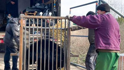 До притулку на Львівщині привезли ведмедів з Київщини