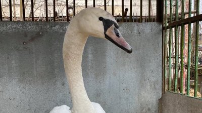 Шипить та не їсть: підстреленого лебедя рятують у луцькому зоопарку