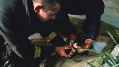 Рятувавальники Херсонщини під час пожежі врятували чоловіка і кота Рятувавальники Херсонщини під час пожежі врятували чоловіка і кота