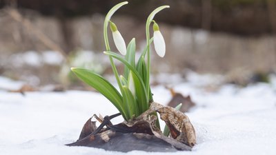 Туристів просять не їхати у Холодний Яр до підсніжників Туристів просять не їхати у Холодний Яр до підсніжників