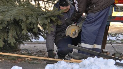Жива ялинка у Полтаві: де встановили та яка вона