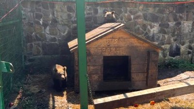 Як в реабілітаційному центрі «Синевир» адаптуються двоє знайдених у лісі ведмежат