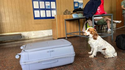 Службова собака біля валізи