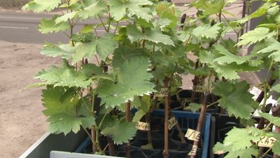 Ринок сажанців працює у Черкасах Ринок сажанців працює у Черкасах
