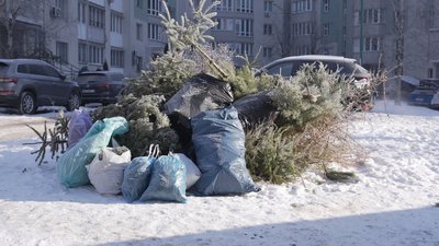 Утилізація сосен та ялинок у Вінниці