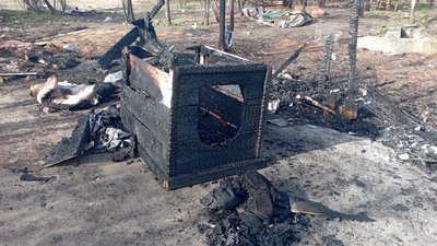 "Четверо цуценят згоріли живцем". У Кривому Розі невідомі підпалили будки із собаками