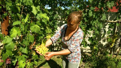 Частина грошей на ЗСУ: як родина з Вінниччини вирощує виноград Частина грошей на ЗСУ: як родина з Вінниччини вирощує виноград