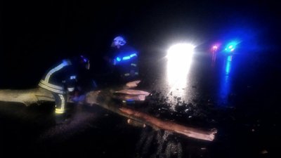 У селі на Івано-Франківщині вітер повалив на дорогу сім дерев У селі на Івано-Франківщині вітер повалив на дорогу сім дерев