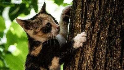 Вчора в Івано-Франківську врятували двох котів Вчора в Івано-Франківську врятували двох котів