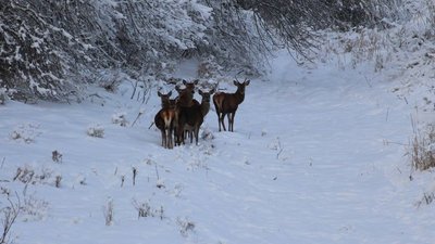 Олені в Чорнобильському заповіднику