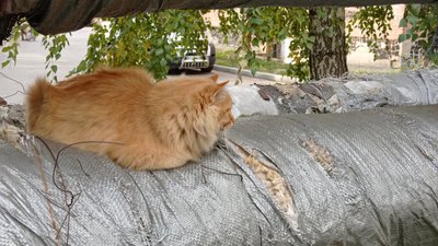 109-ий мікрорайон Полтави до грудня зможе отримувати тепло від котельні «Полтаватеплоенерго» 109-ий мікрорайон Полтави до грудня зможе отримувати тепло від котельні «Полтаватеплоенерго»