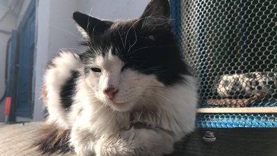 "Котиків шкода". На території Одеського жіночого монастиря облаштували притулок для тварин "Котиків шкода". На території Одеського жіночого монастиря облаштували притулок для тварин