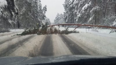 Дерево на трасі "Львів-Краковець" Дерево на трасі "Львів-Краковець"