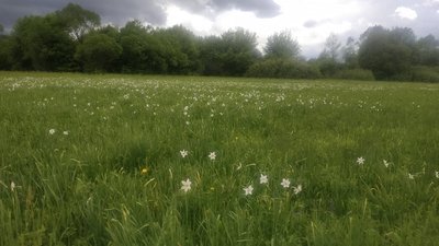 На Закарпатті почала цвісти Долина нарцисів На Закарпатті почала цвісти Долина нарцисів