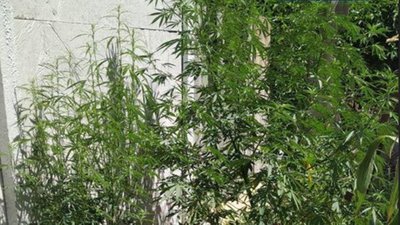 Гасили пожежу - знайшли коноплі: у Херсоні чоловік вирощував наркорослини у власному дворі Гасили пожежу - знайшли коноплі: у Херсоні чоловік вирощував наркорослини у власному дворі