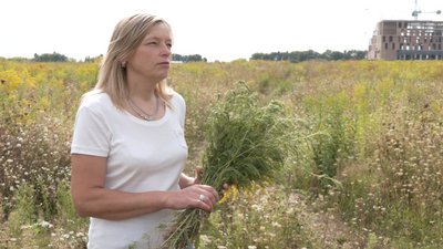 небезпечні рослини небезпечні рослини